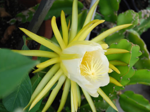 剑花