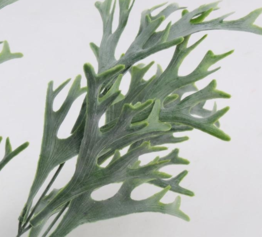 鹿角草