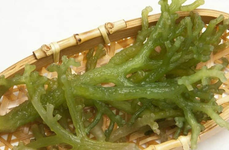 鹿角菜的功效与作用