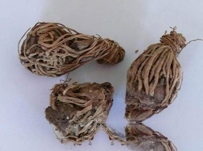 鹿耳翎