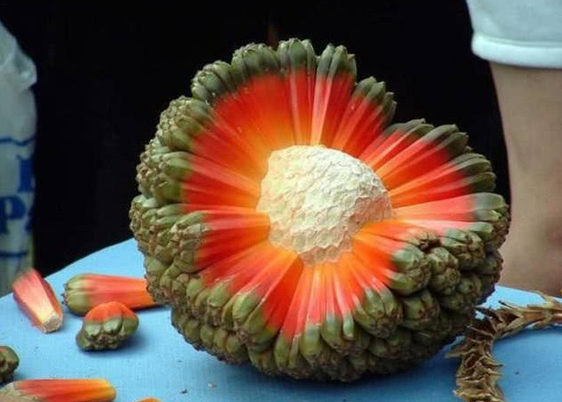橹罟子
