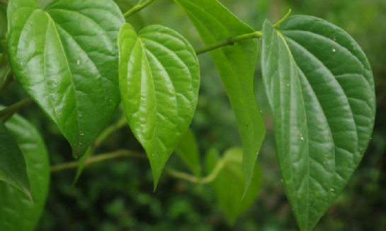 蒌油
