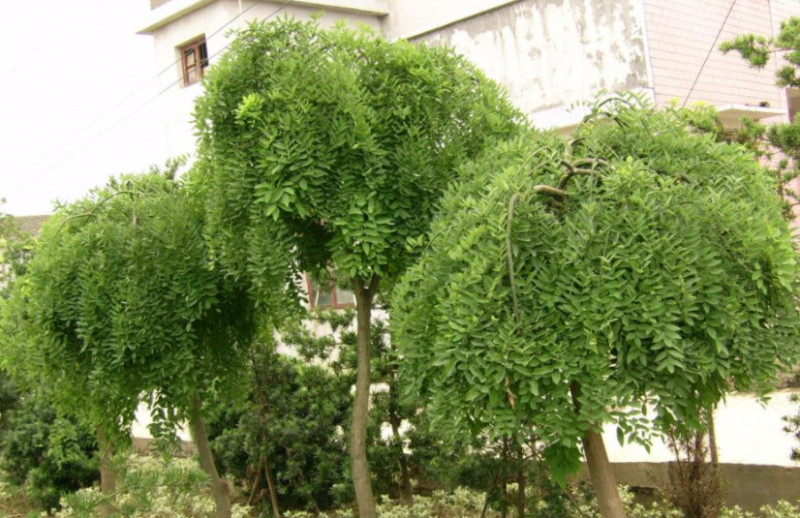 龙爪树