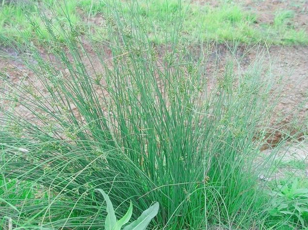 龙须草