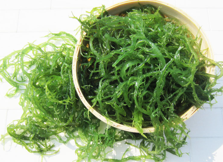 龙须菜