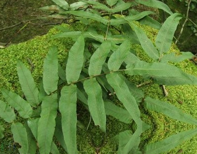 龙头节肢蕨