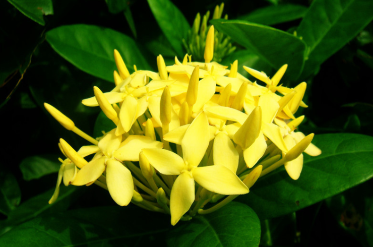 龙船花茎叶