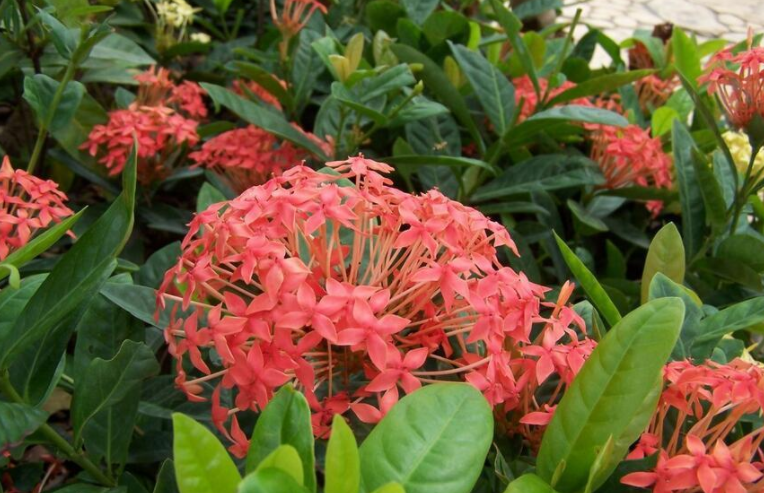 龙船花