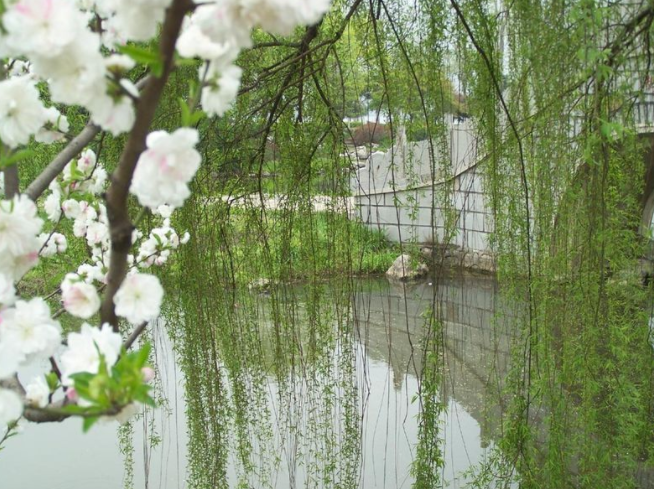 柳花