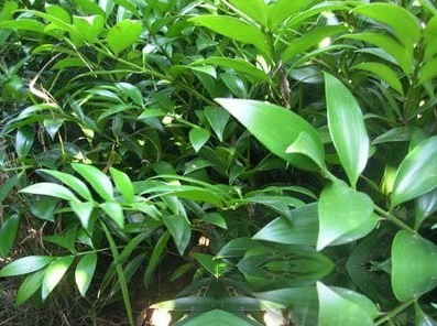蒙自木蓝