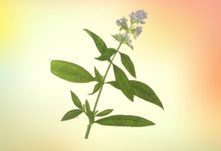 蒙花皮