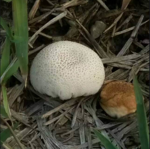 瘤孢地菇