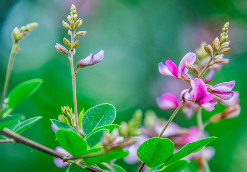 美丽胡枝子花