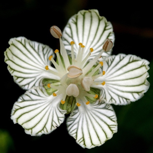 梅花草