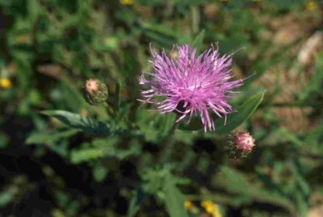美花风毛菊