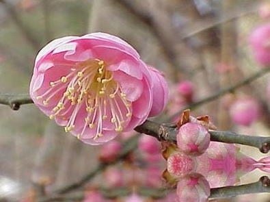 梅核仁