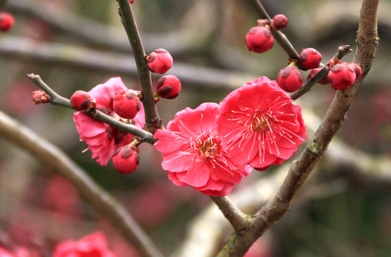 梅花