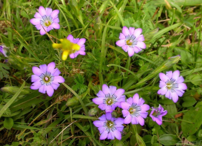茅香花