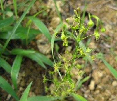 茅膏菜根
