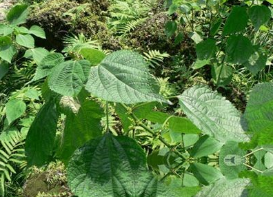 美汉草