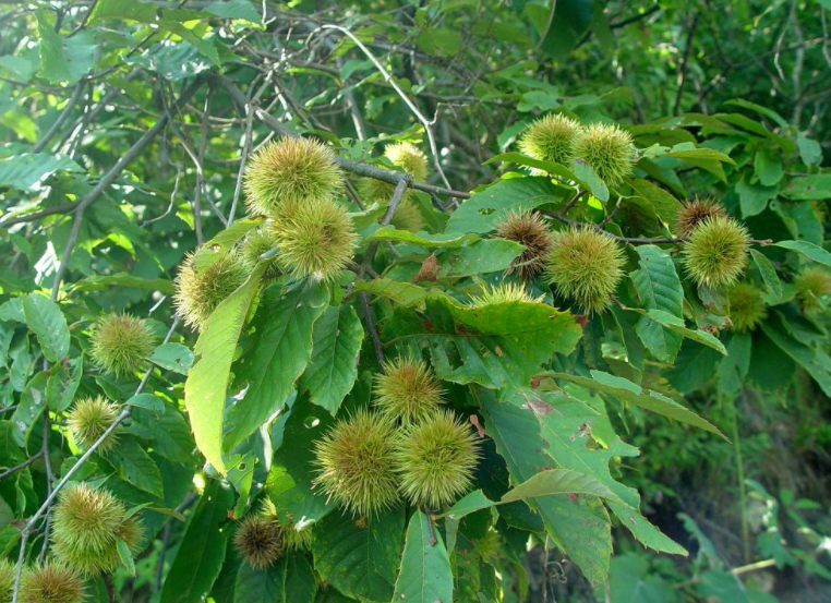 茅栗叶