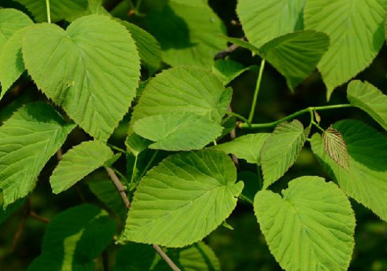 山白果根
