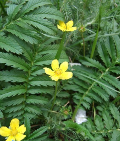 蕨麻草