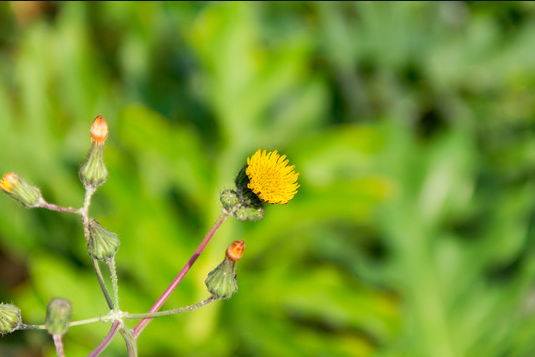 苣荬菜花