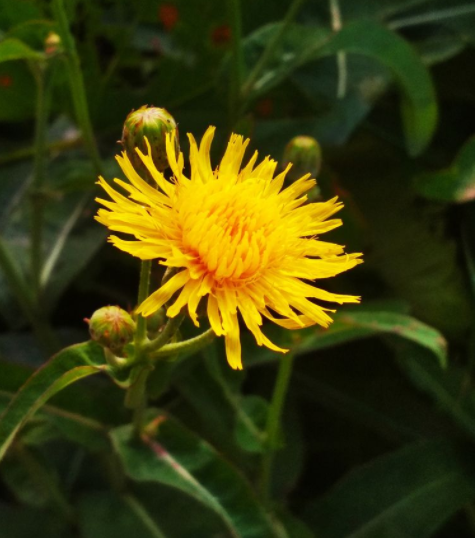 苣荬菜