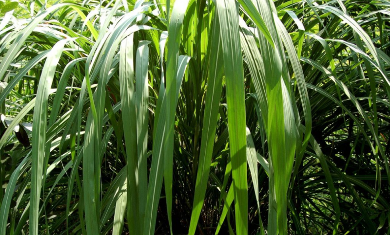 齿叶泥花草植物特异来源于生产玄参科母草属绿色植物   齿叶母草