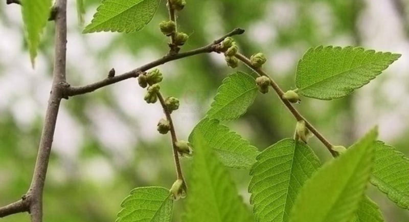 榉树皮