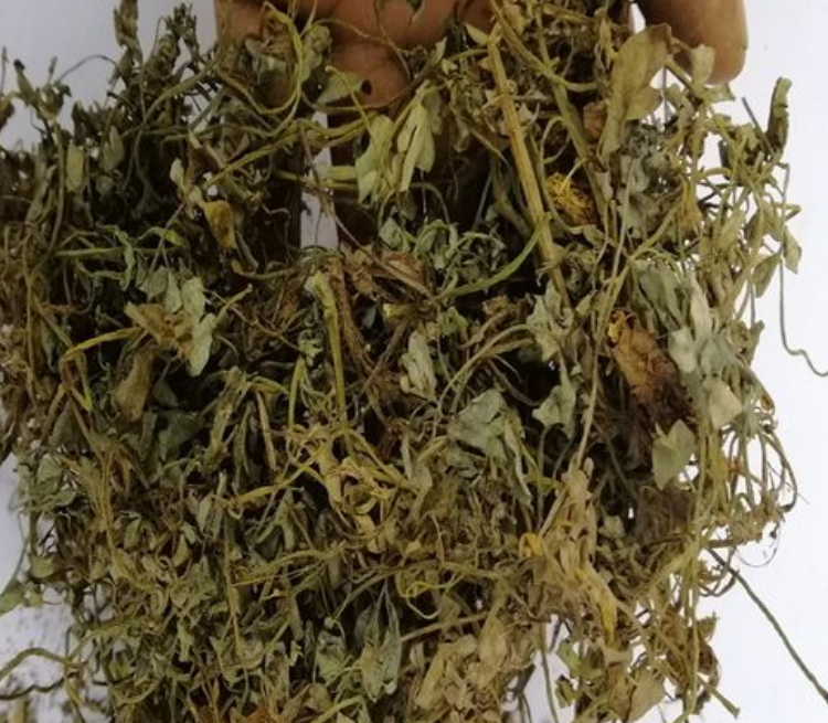 菊花黄连