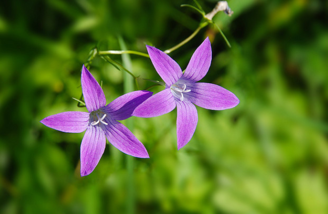 聚花风铃草