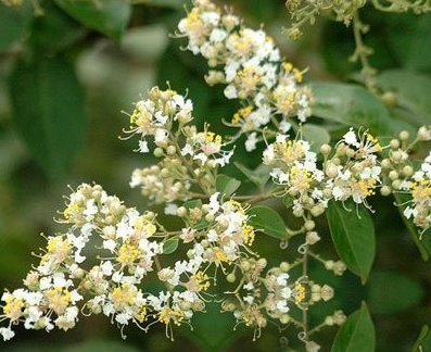 拘那花