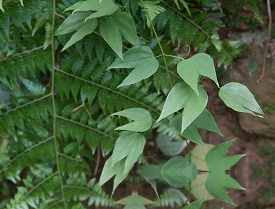 牙龈来源于特异为豆类植物   龙须藤  的   叶