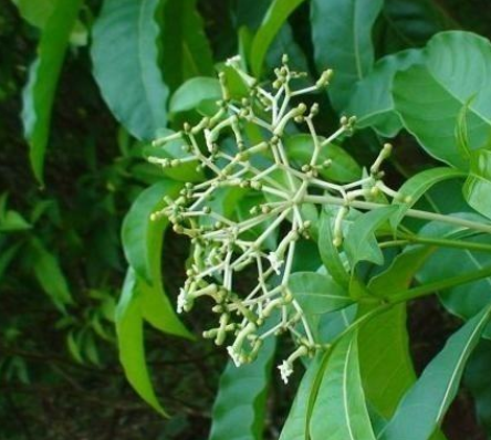 萝芙木茎叶