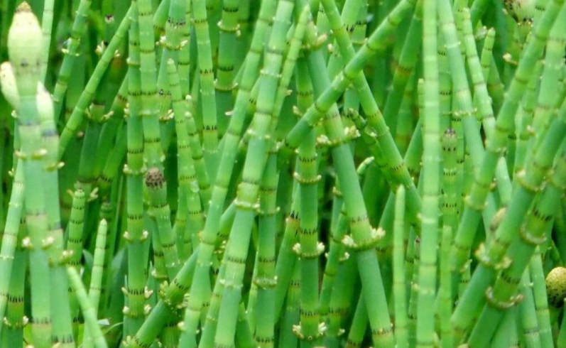木贼
