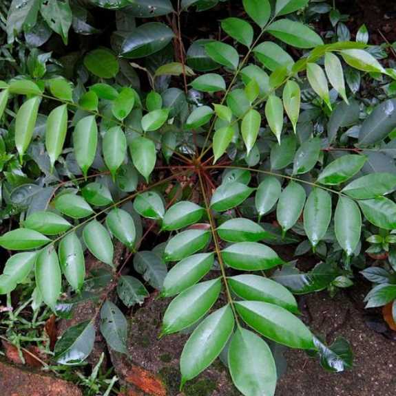 木蜡树根