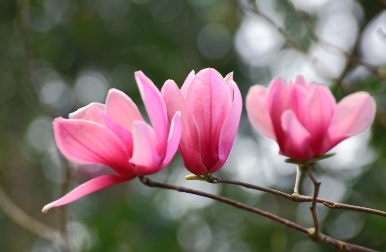 木兰花