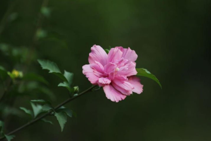 雞脯肉花,動物油花,朝開暮花落牙齦來源於特異為錦葵科木槿屬綠色植物