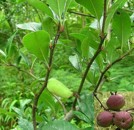 木瓜枝