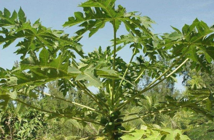 木瓜根