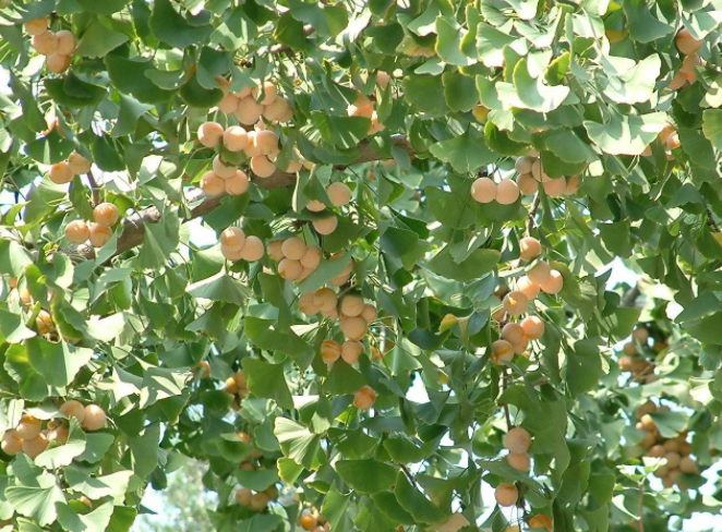 木豆叶