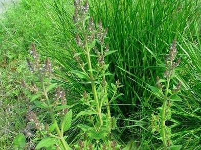 惊风草的功效与作用_美健品健康网