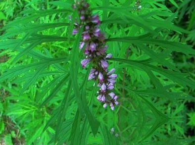 金刚一棵蒿