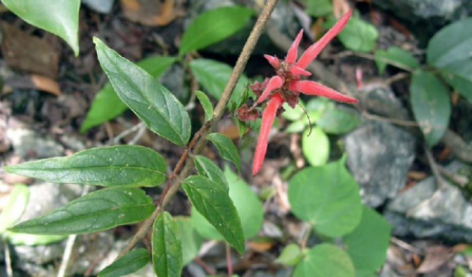 茎花来江藤
