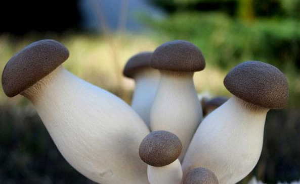 金顶蘑