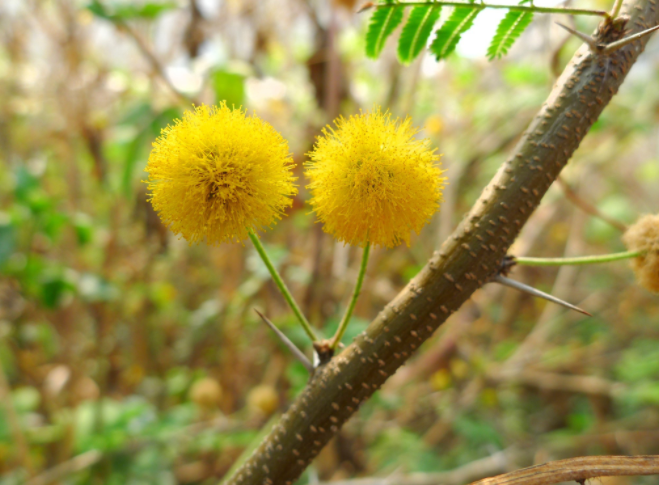 金合欢