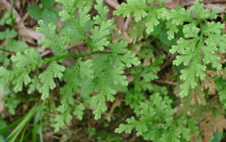 金花草