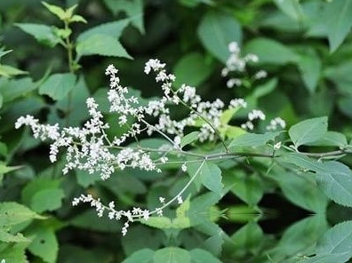 牙周別稱牙齦紅花茵陳,吊鐘草,靈茵陳,吹風機草,五毒草,徐毒草,鬼色拉